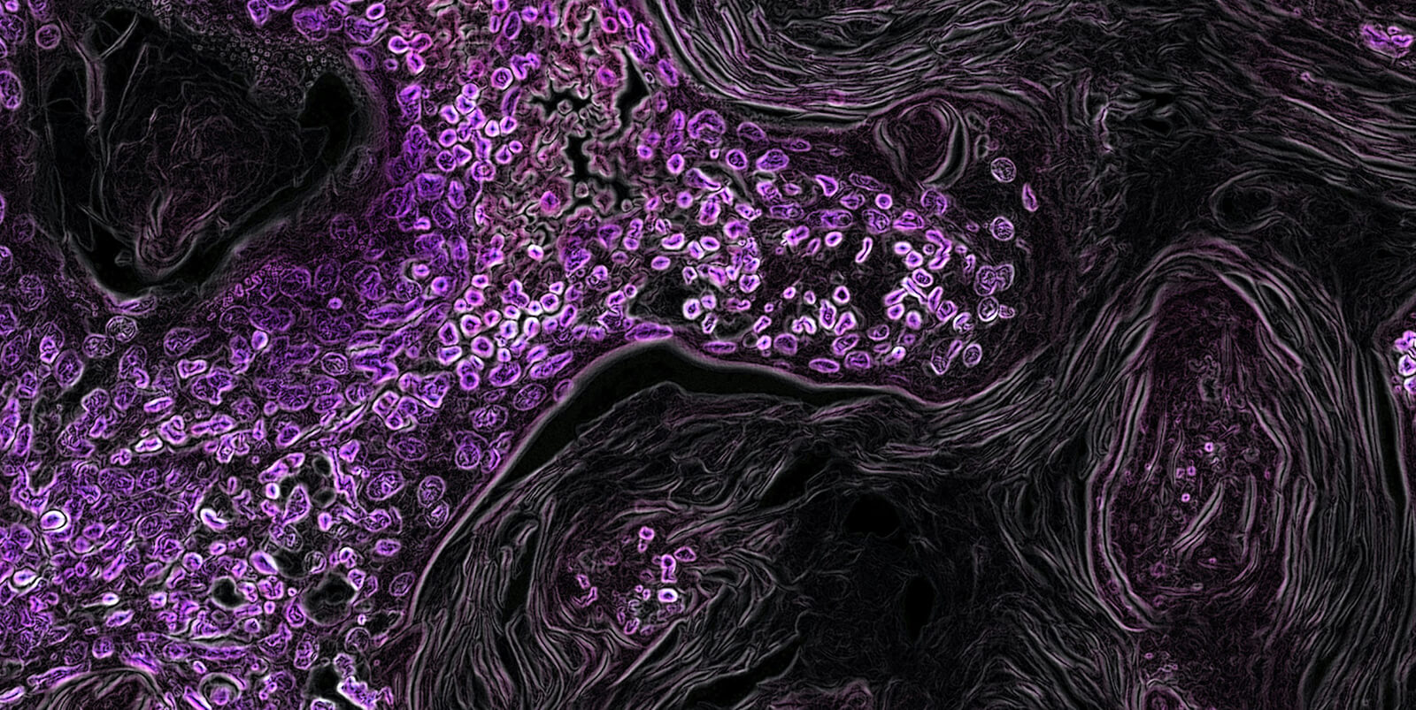 The Storr Liver Centre