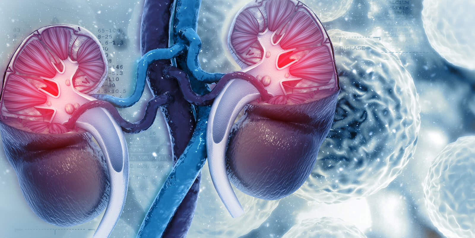 Centre for Transplant and Renal Research