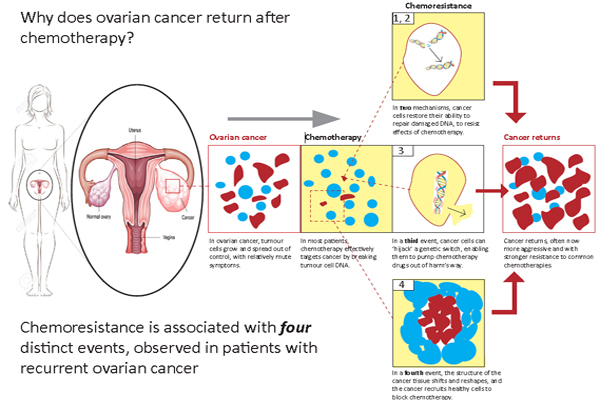 Deadly ovarian cancer outsmarts chemotherapy