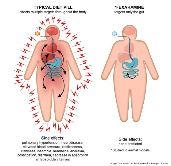 WMI researchers collaborate on a new drug that tricks the body into losing weight