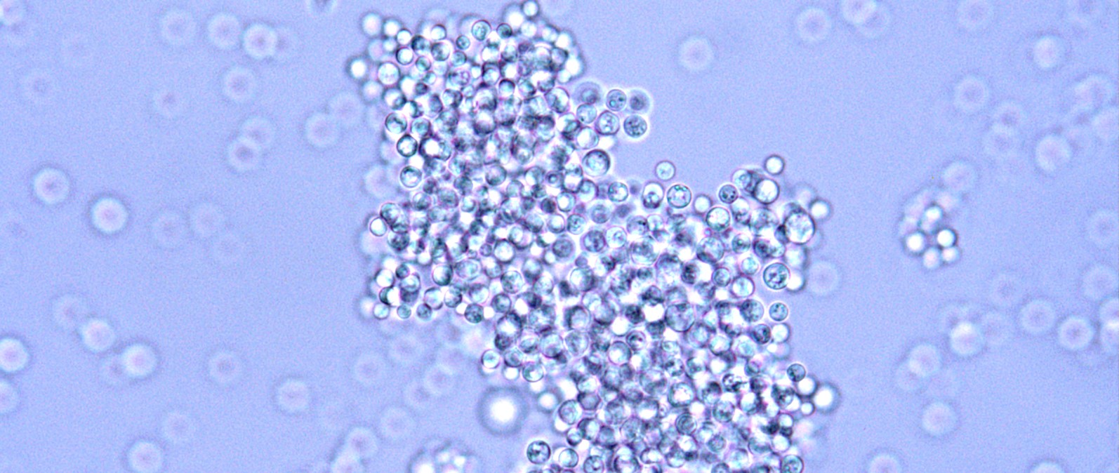 Fungal Pathogenesis and Drug Discovery Group