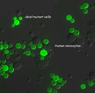 Researchers create wimp version of killer fungal pathogen