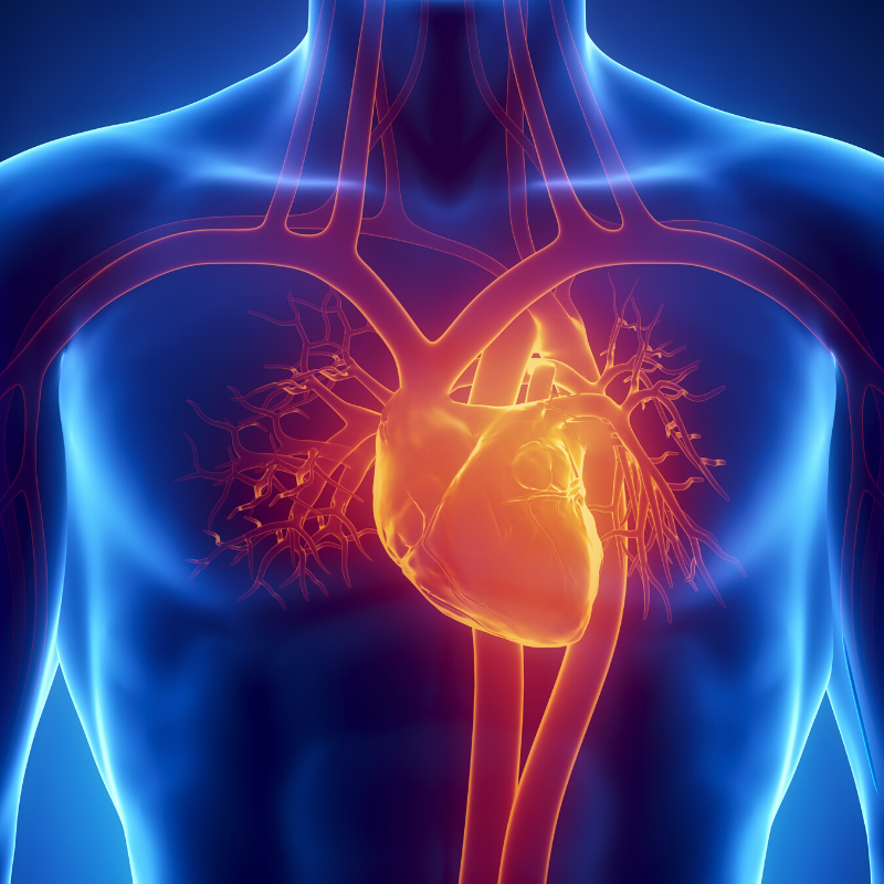 New treatment for heart attack scar could address heart failure