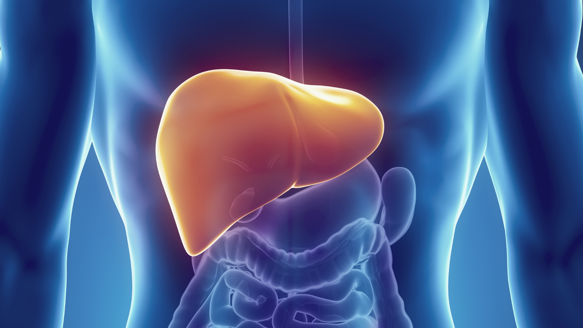 Immune cell discovery could improve the fight against hepatitis B